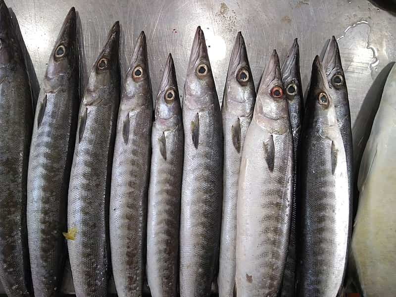 طعمه ماهیگیری