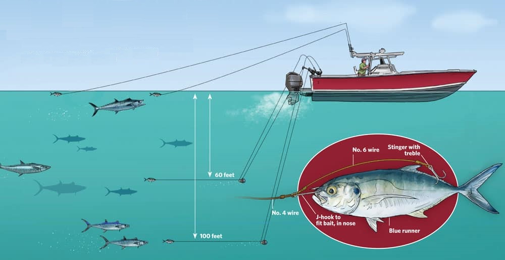 صید ماهی شیر با ترولینگ طعمه زنده