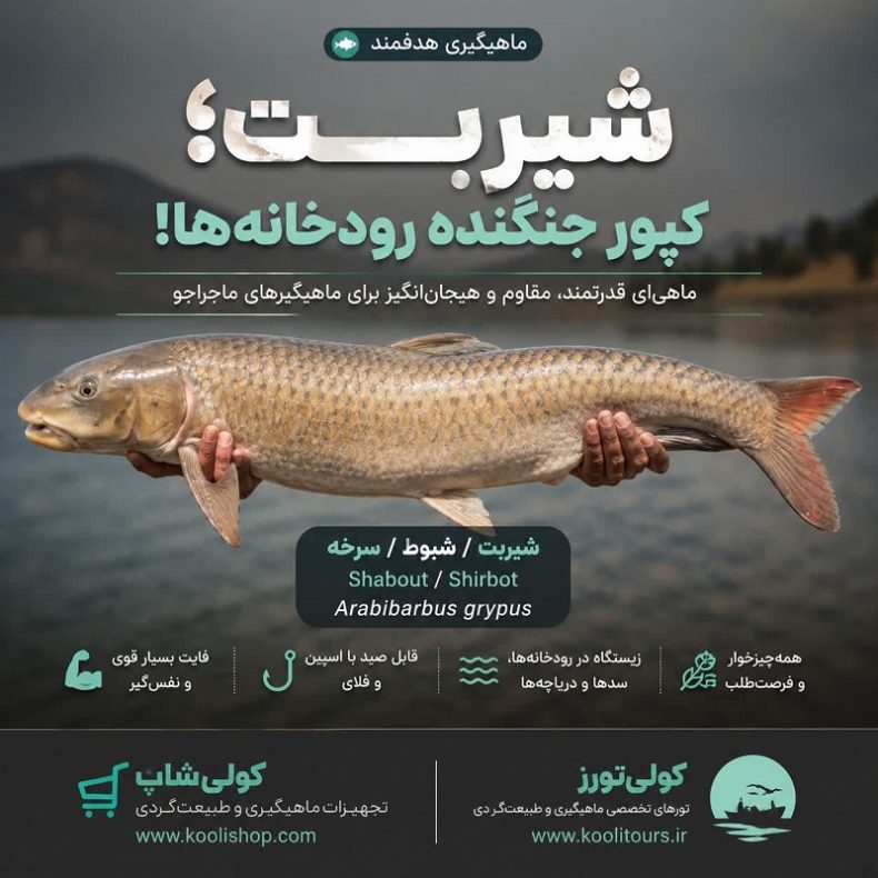 ماهی شیربت یا شبوط با بدنی کشیده و فلس‌های درشت نقره‌ای در حال شنا در آب زلال رودخانه